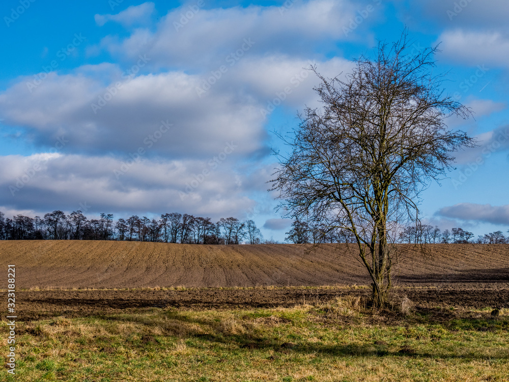 Obraz premium tree in a field