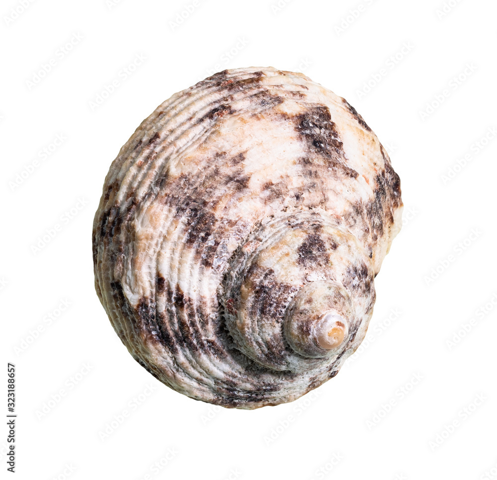 dried conch of whelk mollusc cutout on white dried conch of whelk mollusc cutout on white