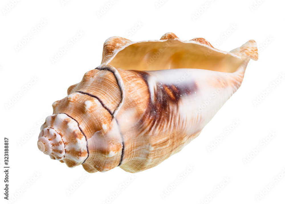 dried empty conch of sea snail cutout on white