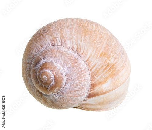 dried shell of land snail cutout on white