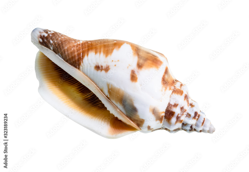 dried empty shell of whelk mollusc cutout on white