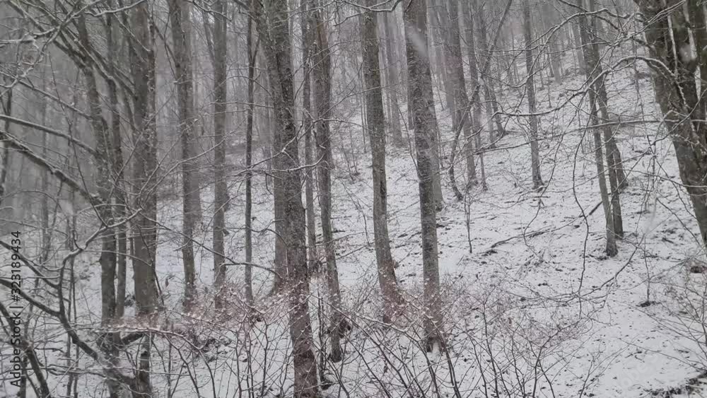 snowing in a deciduous forest snowing in a deciduous forest