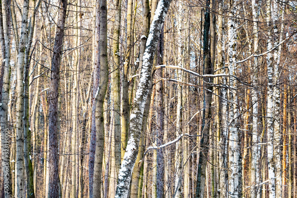 Fototapeta premium many tree trunks in dense forest in winter