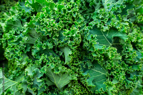 close up of a bunch of fresh healthy Curly kale leafy greens