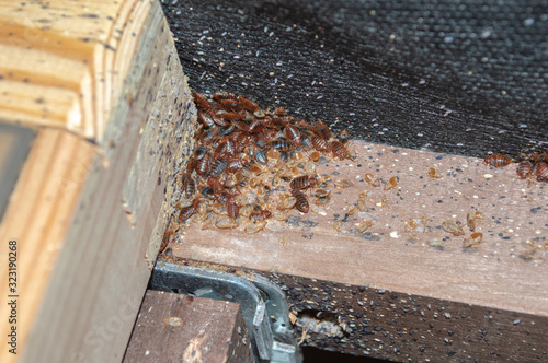 A serious bedbug infestation affecting a residential bedroom where bedbugs developed undetected on the frame of a double bed beneath the mattress under and between the plastic clips of wooden slats. photo