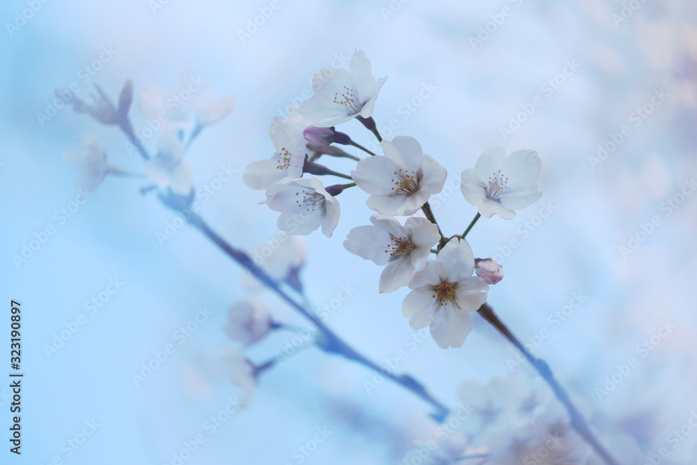 桜(ソメイヨシノ) 桜(ソメイヨシノ)