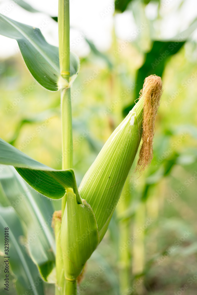 Closer to the corn on the farmer's farm. Closer to the corn on the farmer's farm.