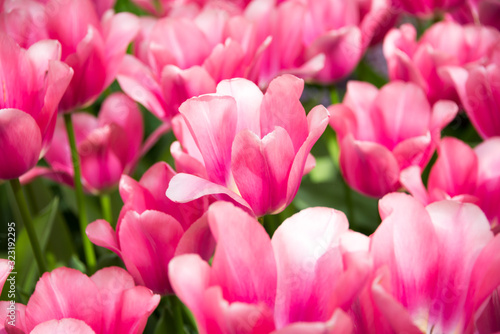 Beautiful tulips blooming in a garden. Spring flowers in blossom © Maresol