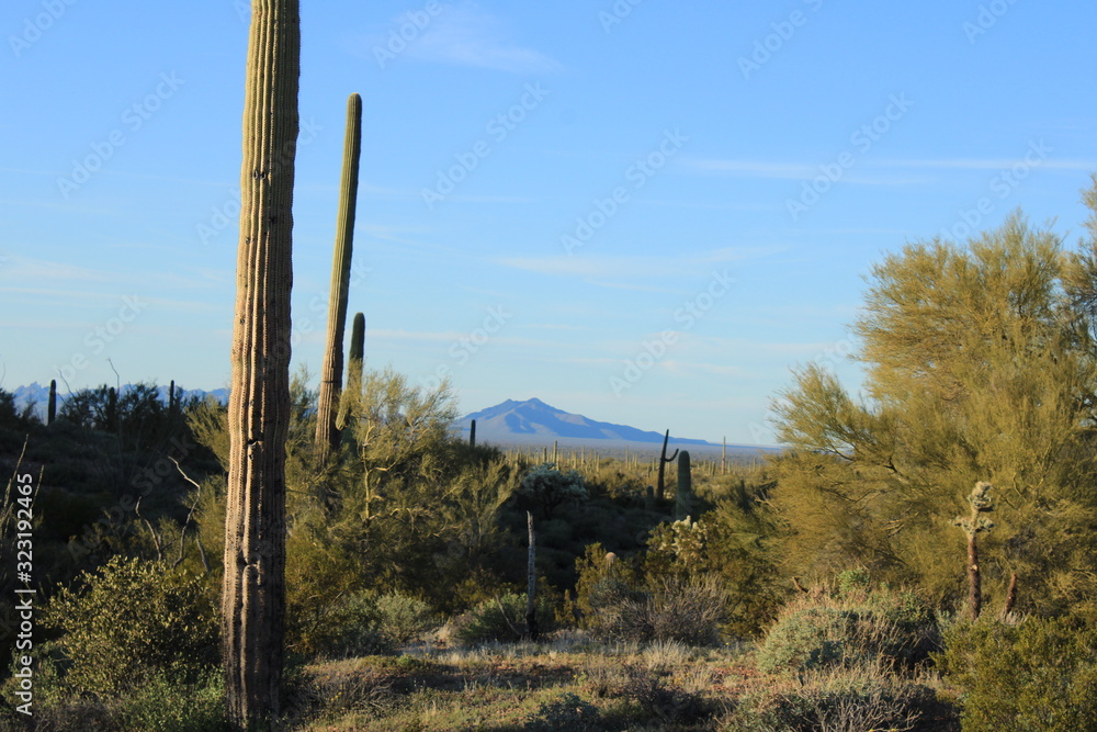 Fototapeta premium sonora