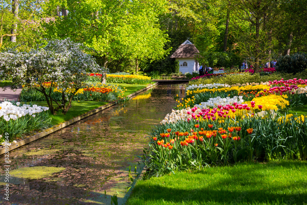Fototapeta premium Beautiful tulips blooming in a garden. Spring flowers in blossom