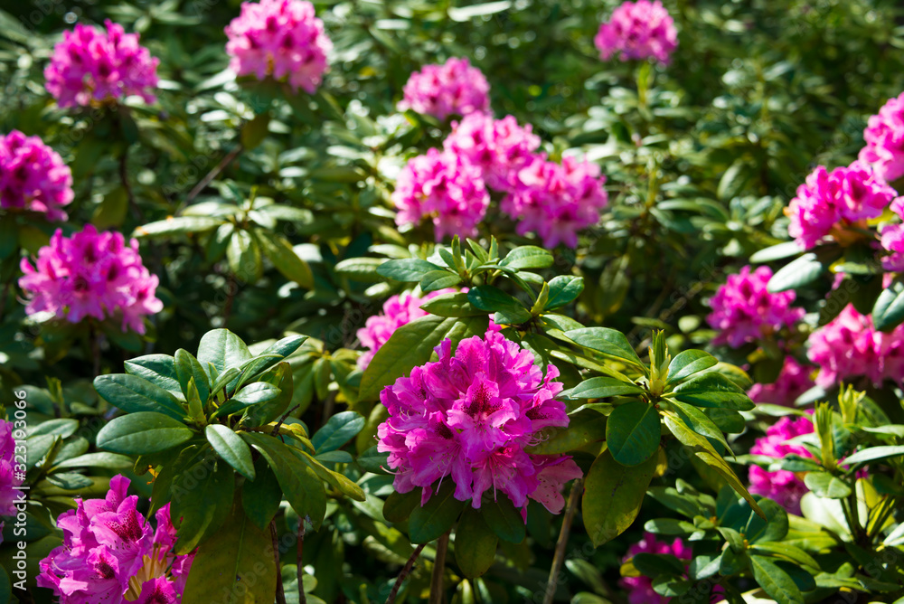 Beautiful tulips blooming in a garden. Spring flowers in blossom Beautiful tulips blooming in a garden. Spring flowers in blossom