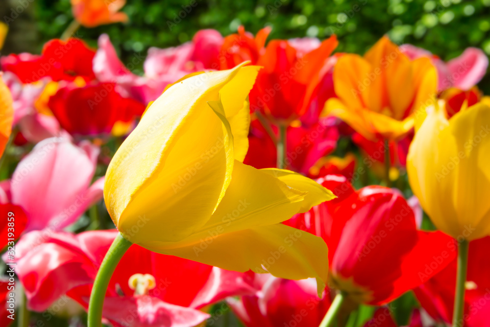 Fototapeta premium Beautiful tulips blooming in a garden. Spring flowers in blossom