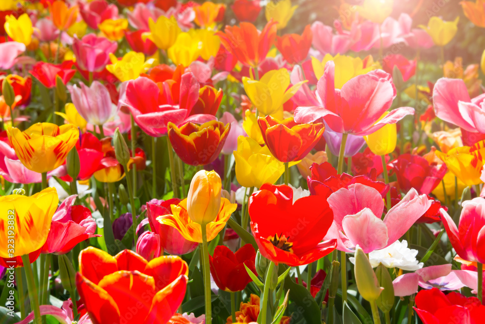 Beautiful tulips blooming in a garden. Spring flowers in blossom Beautiful tulips blooming in a garden. Spring flowers in blossom