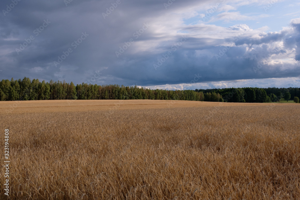 Rye field in sunset light