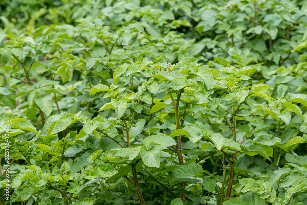 Fresh green organic potato leaves in a traditional vegetables garden in a summer day, beautiful outdoor green background photographed with soft focus Fresh green organic potato leaves in a traditional vegetables garden in a summer day, beautiful outdoor green background photographed with soft focus