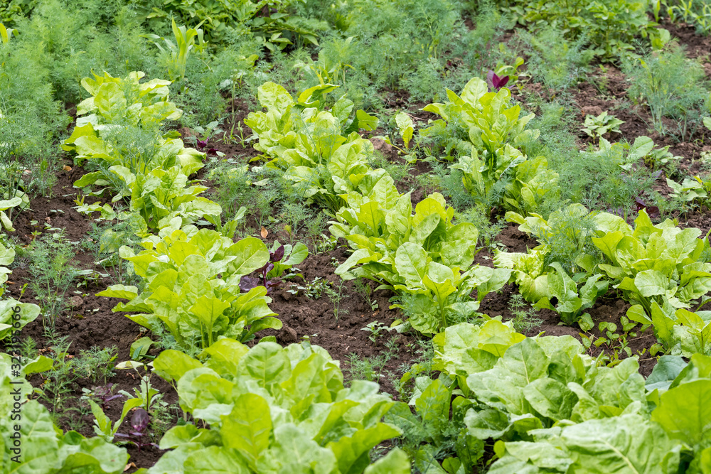 Parallel lines with green and dark red leaves of lettuce, beetroot and radishes in an organic garden, in a sunny summer day, beautiful outdoor monochrome background photographed with soft focus Parallel lines with green and dark red leaves of lettuce, beetroot and radishes in an organic garden, in a sunny summer day, beautiful outdoor monochrome background photographed with soft focus