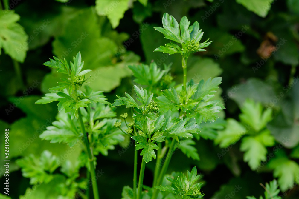 Fresh green organic celery leaves in a traditional vegetables garden in a summer day, beautiful outdoor green background photographed with soft focus Fresh green organic celery leaves in a traditional vegetables garden in a summer day, beautiful outdoor green background photographed with soft focus