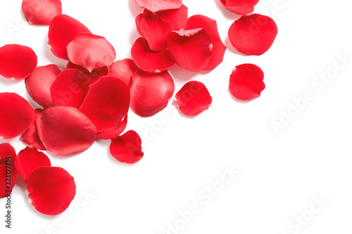 Fresh red rose petals on white background  top view