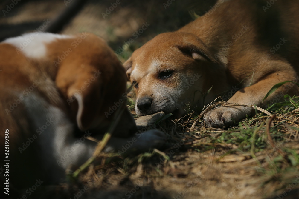 dog lying on ground