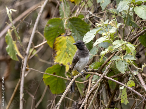The Common Bulbul, Pycnonotus barbatus, is hidden in the branches of a tree, Ethiopia