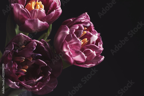 Beautiful fresh tulips on black background, closeup. Floral card design with dark vintage effect