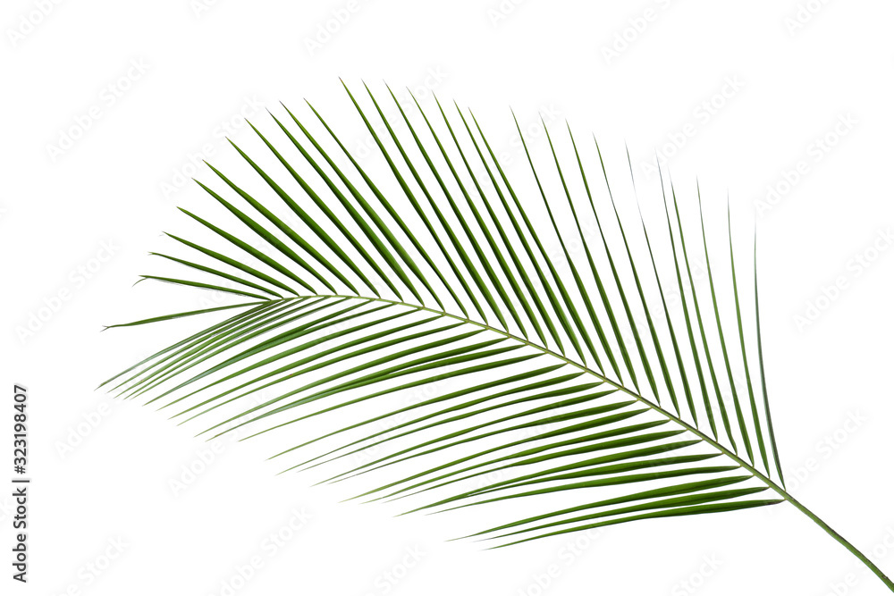 Fototapeta premium Beautiful lush tropical leaf isolated on white