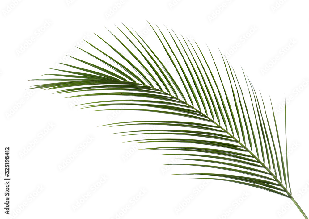 Fototapeta premium Beautiful lush tropical leaf isolated on white