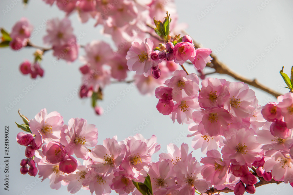 Naklejka premium Japanische Kirschblüte