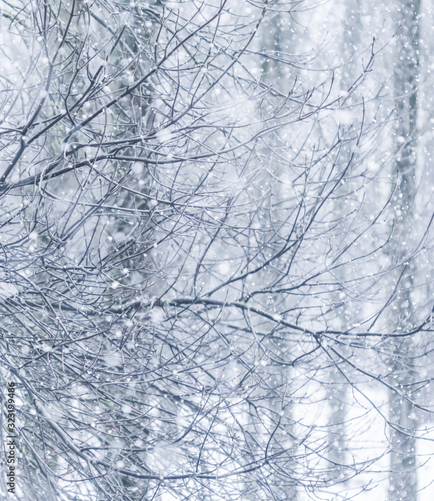 Fairytale fluffy snow-covered trees branches, nature scenery with white snow and cold weather. Snowfall in winter park Fairytale fluffy snow-covered trees branches, nature scenery with white snow and cold weather. Snowfall in winter park