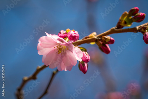 Japanische Kirschblüte