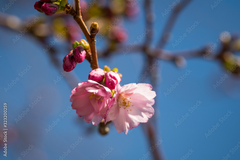 Japanische Kirschblüte
