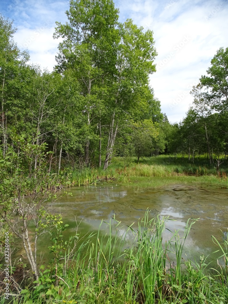 North America, Canada, Province of Nova Scotia, Cape Breton Island, swamp, forest, bridge North America, Canada, Province of Nova Scotia, Cape Breton Island, swamp, forest, bridge