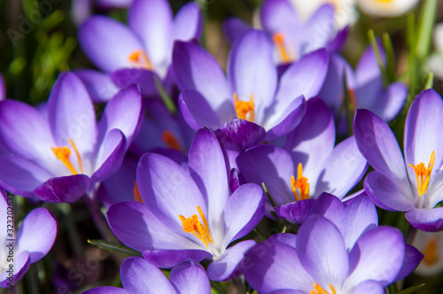 purple crocuses. beautiful purple spring flowers