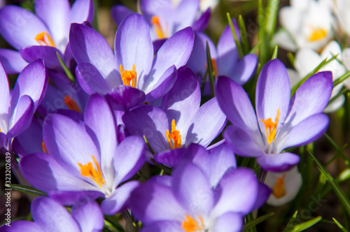 purple crocuses. beautiful purple spring flowers