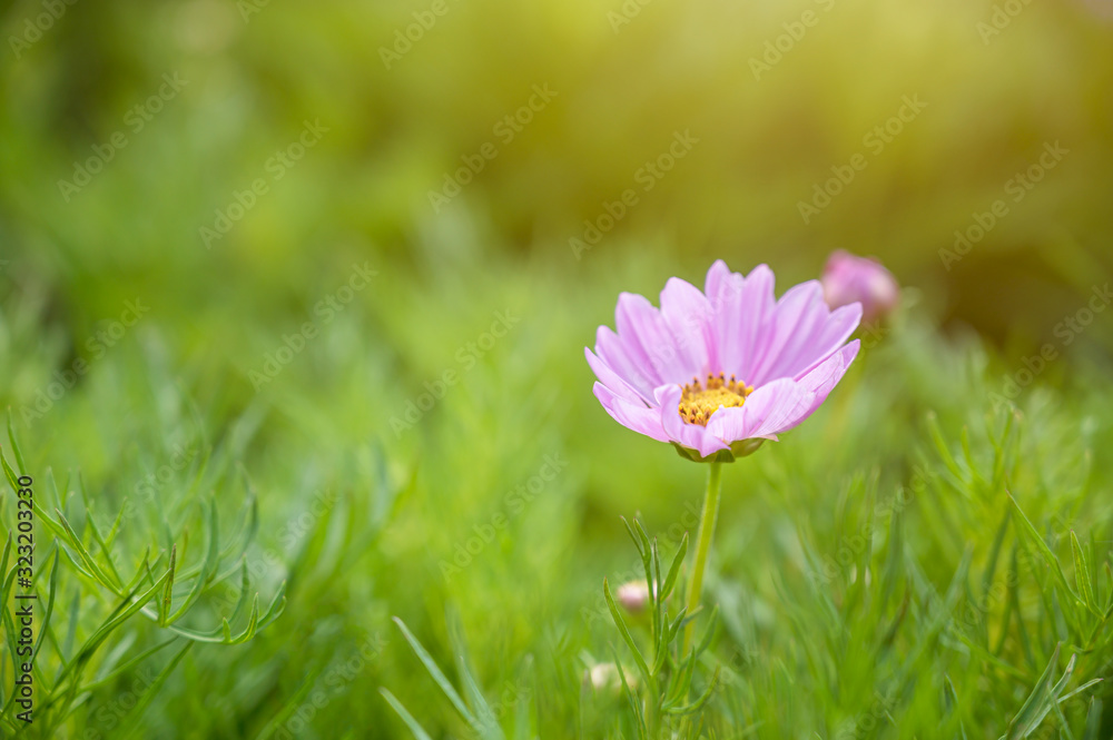 Garden Cosmos (Cosmos bipinnatus) flower blooming in a garden. Ornamental plant in temperate climate gardens. Copy space wallpaper. Garden Cosmos (Cosmos bipinnatus) flower blooming in a garden. Ornamental plant in temperate climate gardens. Copy space wallpaper.