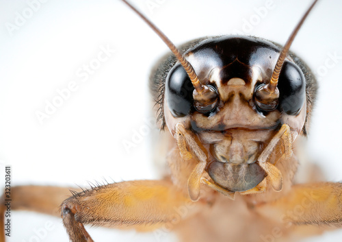 Acheta Domesticus