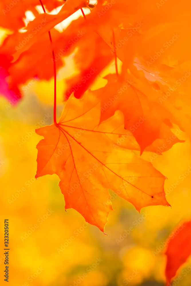 autumn maple leaves hang on autumn maple leaves hang on