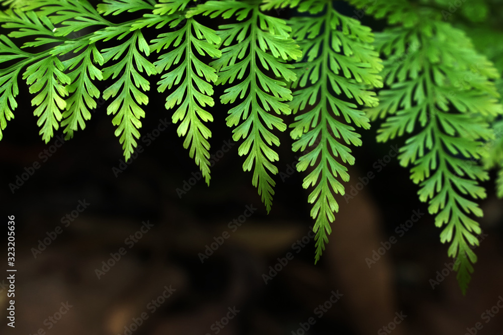 Nature scene of Closeup green Fern leaf is Tropical leaves with blurred background Nature scene of Closeup green Fern leaf is Tropical leaves with blurred background