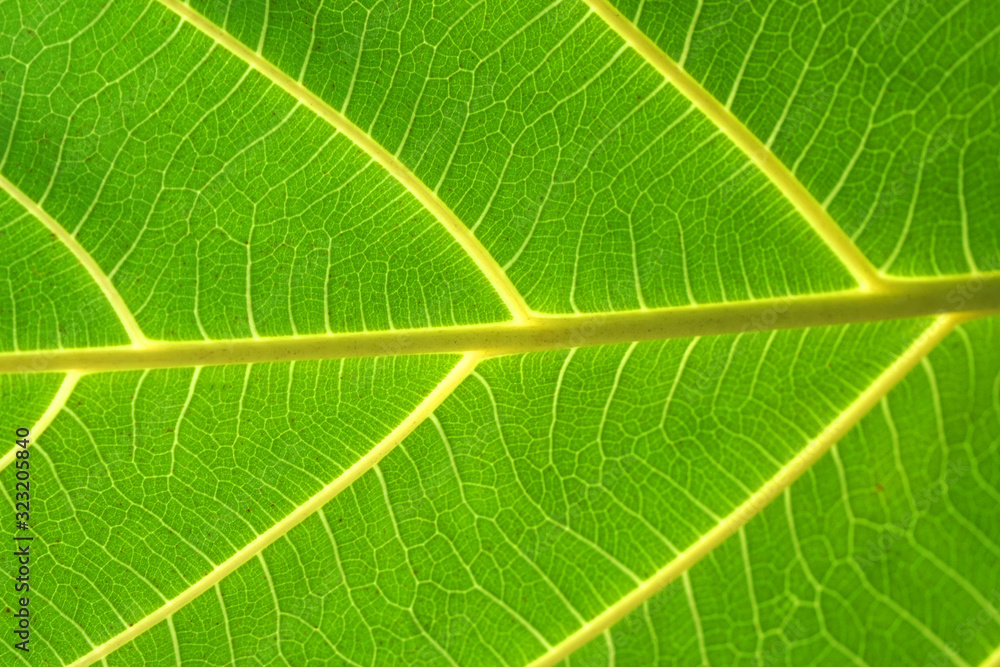Macro Green Leaves textures background - Tropical leaf backdrop and beautiful detail Macro Green Leaves textures background - Tropical leaf backdrop and beautiful detail