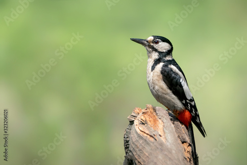 Great Spotted Woodpecker ( Dendrocopos major) in a tree in the forest of national Park Hoge Veluwe in the Netherlands. 