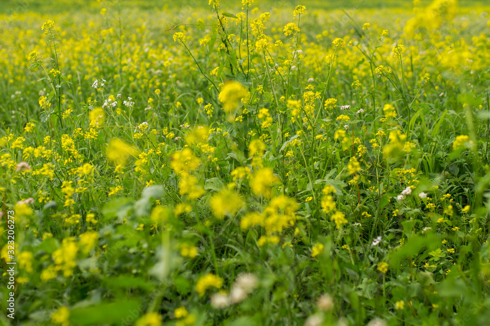 Blumenwiese in Gelb