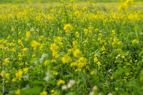 Blumenwiese in Gelb