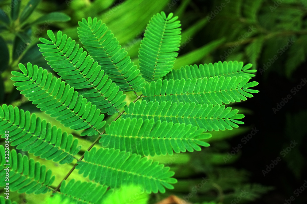 Nature of closeup green tamarind leaves with blurred texture background Nature of closeup green tamarind leaves with blurred texture background