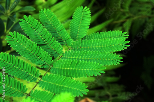 Nature of closeup green tamarind leaves with blurred texture background