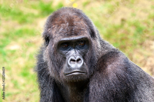 Gorille des plaines en gros plan © guitou60