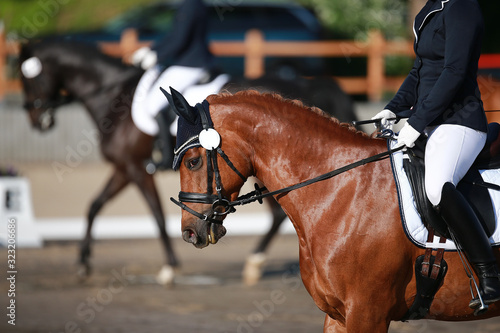 Dressage horse, red fox, based on the bit on the vertical.. © RD-Fotografie