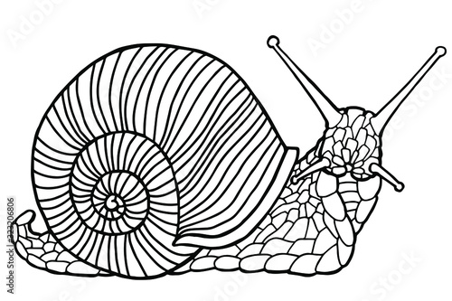 Vector illustration. Hand drawing snail. Coloring page. The original print. Illustration for a children's book. Coloring book for children and adults.