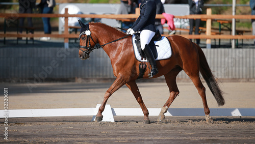 Dressage horse brown in the crotch on the right hand..