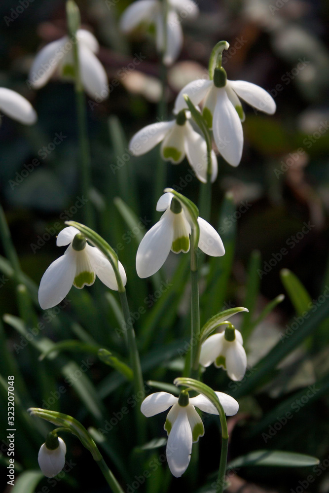 Bunch of snowdrop flowers on a sunny winter day. Galanthus nivalis flowers in the garden Bunch of snowdrop flowers on a sunny winter day. Galanthus nivalis flowers in the garden