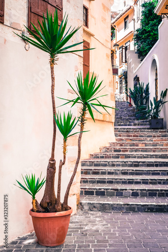 Fototapeta Naklejka Na Ścianę i Meble -  Plant in pot, Greece street